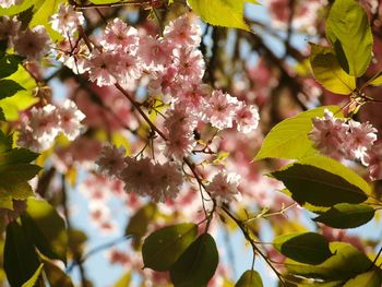 Close-up of flowers on tree