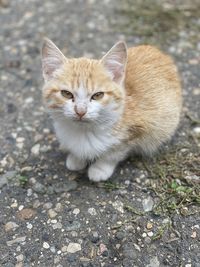 Portrait of cat on footpath