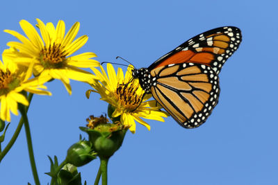 Close-up of butterfly pollinating on flower