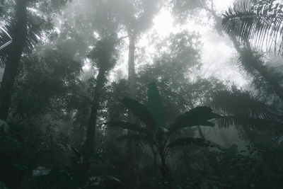 Low angle view of trees in forest against sky