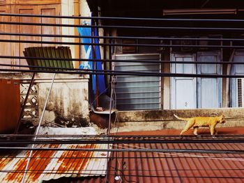 View of bird in cage against building