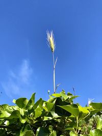 Low angle view of plant against blue sky