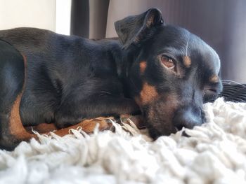 Close-up of a dog resting