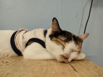 Close-up of cat sleeping on floor