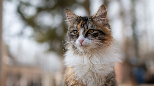 Close-up portrait of a cat