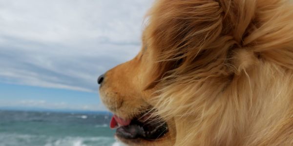 Close-up of dog against sky