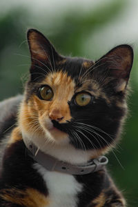 Close-up of calico cat 