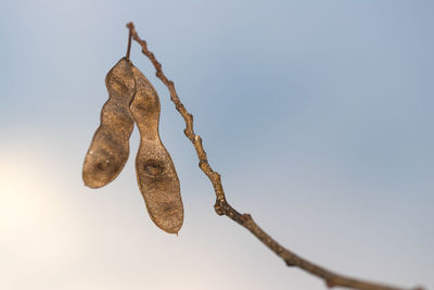 Low angle view of dried hanging against sky