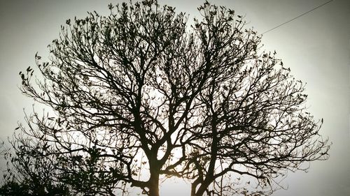 Low angle view of bare tree against clear sky