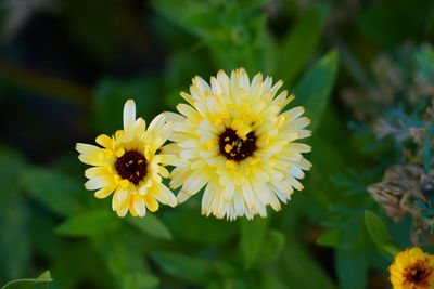 Close-up of insect on yellow flowering plant