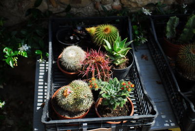 plant