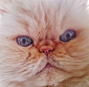 Close-up portrait of cat