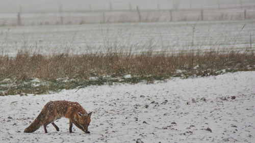 Side view of giraffe on field during winter