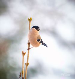 Close-up of bird perching on twig