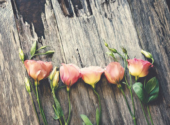 Close-up of tulips