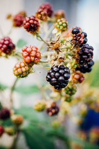 Close-up of berries growing outdoors