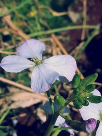 Close-up of purple flowers