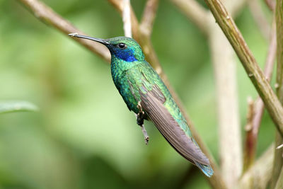 Close-up of bird perching on branch