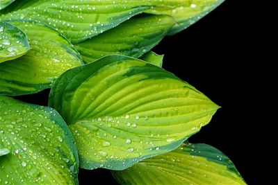 Close-up of wet leaves