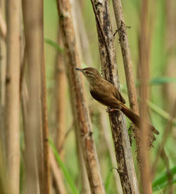 Close-up of bird perching on branch