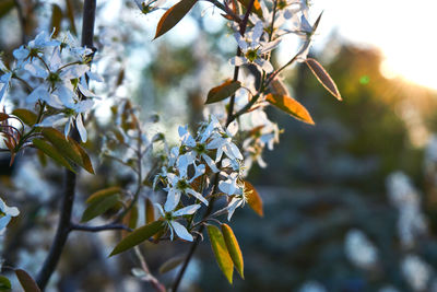 Close-up of flowering plant