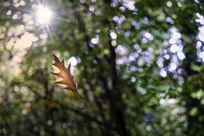 Low angle view of leaves on tree