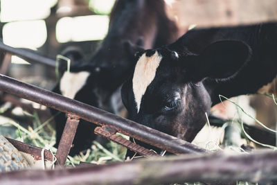 Close-up of cow