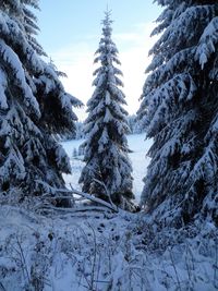 Snow covered land and trees against sky