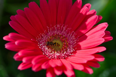 Close-up of pink flower