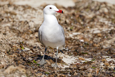 Close-up of seagull perching on land