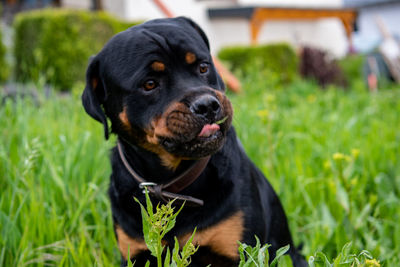 Black dog looking away on field