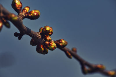 Close-up of berries growing on tree against sky