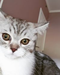 Close-up portrait of tabby cat