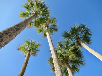 Low angle view of palm trees against clear blue sky