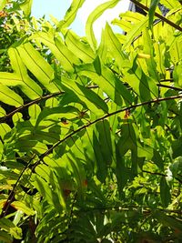 Close-up of fresh green plant