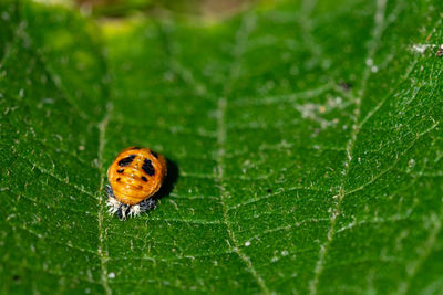 Ladybird pupa larva resting on the leaf of a kiwi tree