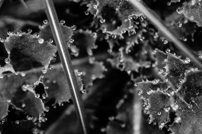 Close-up of artificial plant