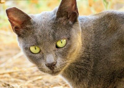 Close-up portrait of a cat