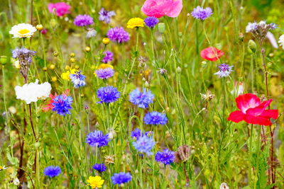 Close-up of pink flowering plants on field