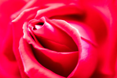 Close-up of pink rose