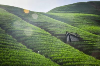 Scenic view of vineyard against sky
