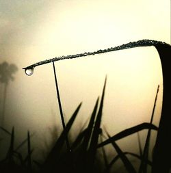 Close up of plant against blurred background