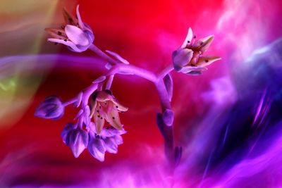 Close-up of purple flowering plant