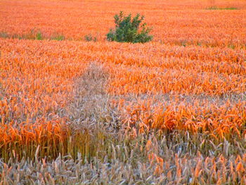 Scenic view of field during autumn