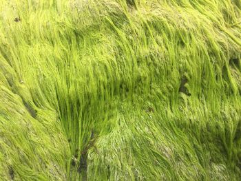 Full frame shot of moss growing on rock