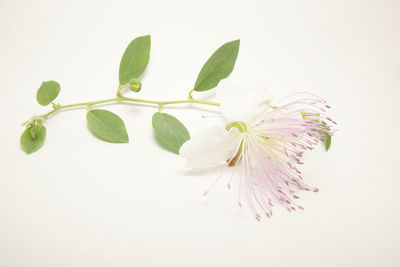 Close-up of plant against white background