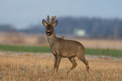 Portrait of giraffe standing on field