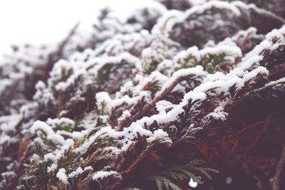 Close-up of snow covered plants