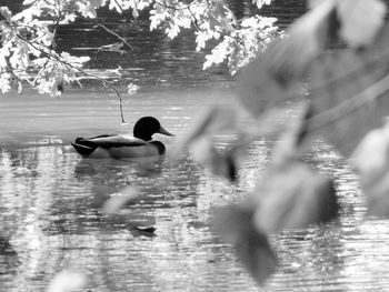 Reflection of man swimming in lake