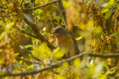 Bird perching on a tree